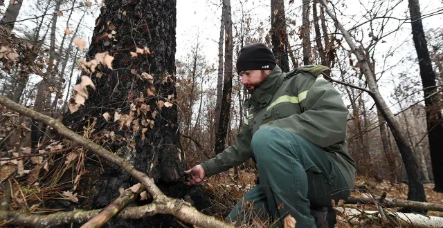 photo  baugé-en-anjou, le 12 décembre 2022. a-t-on le droit de ramasser du bois de chauffage en forêt ? (photo d’illustration)  &copy;  archives co - josselin clair 