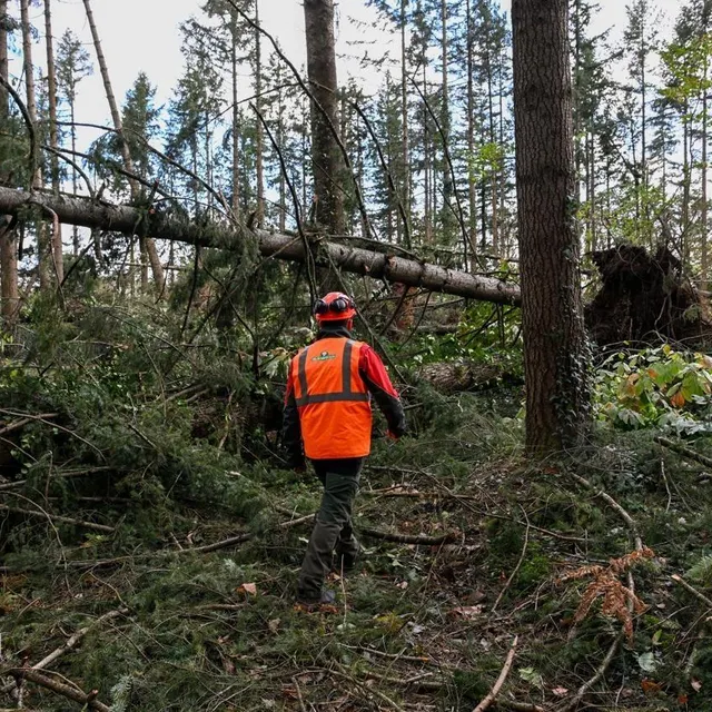 photo longuenee-en-anjou, 7 novembre 2023. l’onf laisse des rémanents pour favoriser la biodiversité (photo d’illustration).  ©  archives co - josselin clair