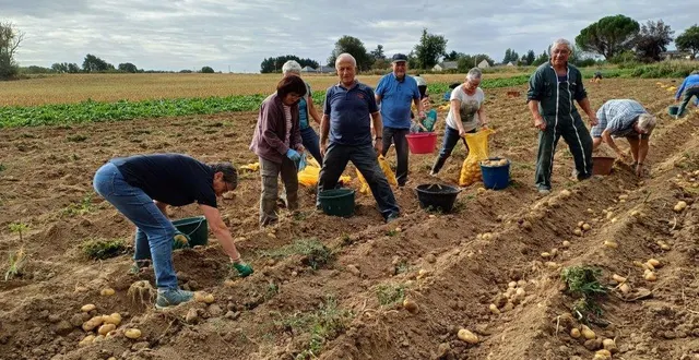 photo  les bénévoles de thouarcé solidarité n’hésitent pas à mettrela main à la pâte (dans la terre) pour le ramassage des « charlottes ».  &copy;  co 