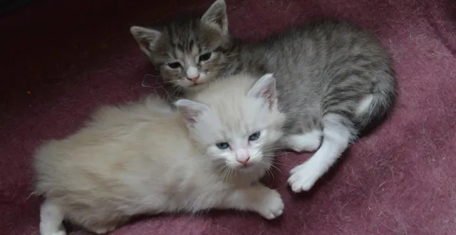 photo  des chats et chatons ont été tués en juillet et août 2025 à beaufort-en-anjou (photo d’illustration).  &copy;  co 