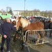 photo  le comice agricole revient pendant les 3 jours de la ferté-bernard qui verra aussi le critérium cycliste ou encore un concours de pétanque et la fête de la bière. 