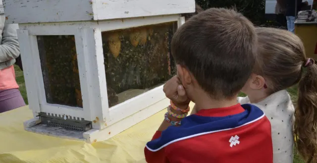 photo  les enfants sont souvent captivés par les ruches.  &copy;  co 