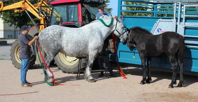 photo  les chevaux sont apprêtés tels des stars, avec des rubans de couleur tressés dans la queue comme dans la crinière  &copy;  . ouest-france 