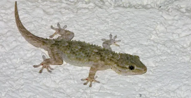 photo  la tarente de maurétanie, une espèce de gecko, est souvent observée de nuit. elle aime particulièrement les endroits pierreux et les maisons.  &copy;  archives ouest-france 