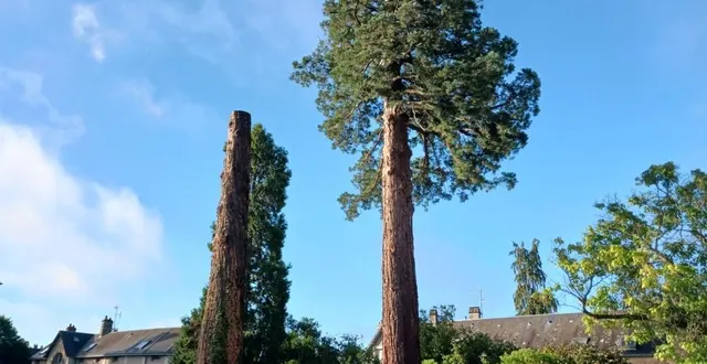 photo  les séquoias de la discorde dont un a déjà été étêté.  &copy;  ouest-france 