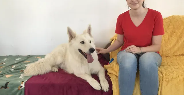 photo  laurine douteau a passé l’acaced, la formation permettant de travailler avec les animaux domestiques, comme yukie, berger suisse.  &copy;  ouest-france 