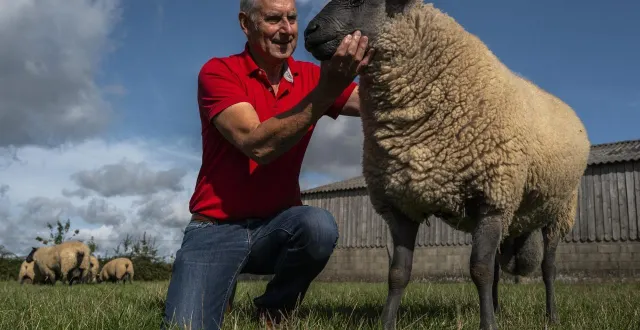 photo  montbizot, lundi 8 septembre 2025. didier juigné amoureux et passionné des bleu du maine, participera pour la dernière fois au concours de la foire du mans.  &copy;  photo le maine libre - denis lambert 