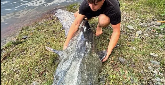 photo  thibault saint-martin, 20 ans, a pêché un silure d’au moins 2,50 m ce jeudi 11 septembre 2025 dans la maine à angers.  &copy;  ouest-france 