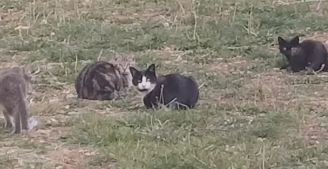 photo  la campagne bat son plein, mais il reste encore de nombreux chats errants.  &copy;  ouest-france 