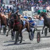 photo lovino bello, tenant du titre du critérium de 3 ans, sera l’un des chevaux les plus en vue de la journée. il tentera de remettre le couvert dans celui des 4 ans.