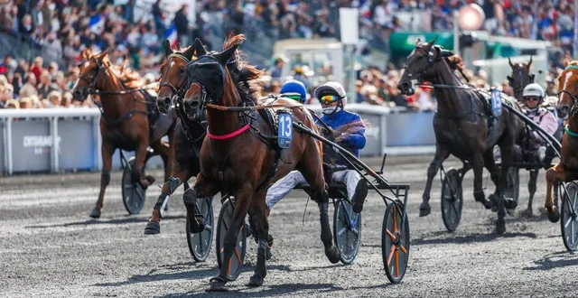 photo  lovino bello, tenant du titre du critérium de 3 ans, sera l’un des chevaux les plus en vue de la journée. il tentera de remettre le couvert dans celui des 4 ans.  &copy;  bruno vandevelde - le trot 