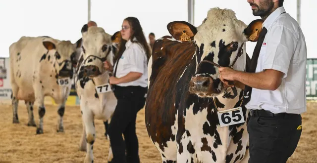 photo  les concours de la foire du mans ont débuté ce vendredi 12 septembre 2025.  &copy;  photo : le maine libre - denis lambert 