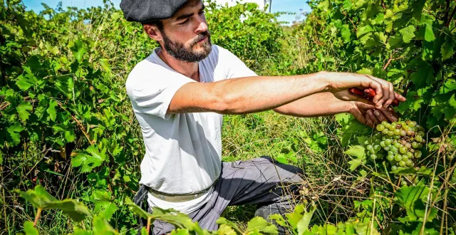 photo  au domaine « les maisons rouges », les vendanges ont débuté le 8 septembre 2025 avec une équipe de vendangeurs composés d’habitués et de nouveaux.  &copy;  le maine libre – yvon loué 