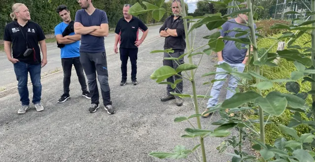 photo  le cytise de la haie (derrière) pousse maintenant de l’autre côté de la route. selon le botaniste guillaume d’hier (au centre), il faut l’enlever au plus vite.  &copy;  ouest-france 