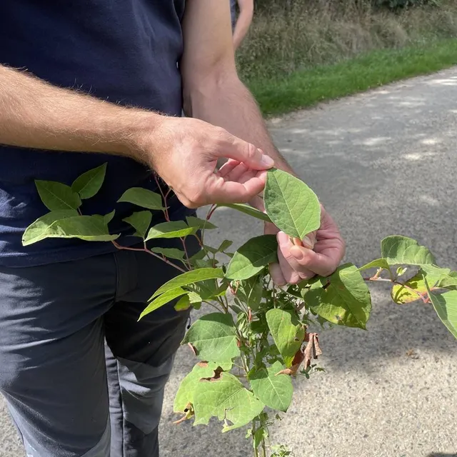 photo la renouée du japon.  ©  ouest-france
