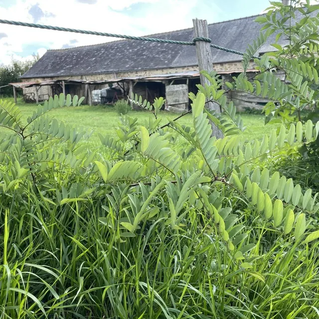 photo des jeunes faux-acacias, sur un talus.  ©  ouest-france
