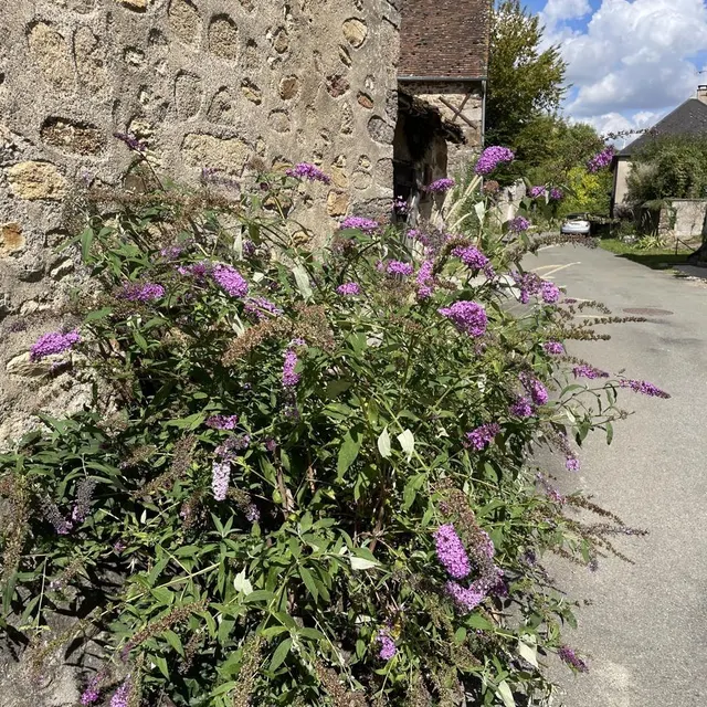 photo l’arbre à papillons.  ©  ouest-france