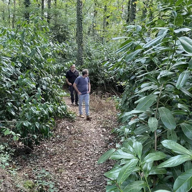 photo le laurier palme envahit un bois.  ©  ouest-france