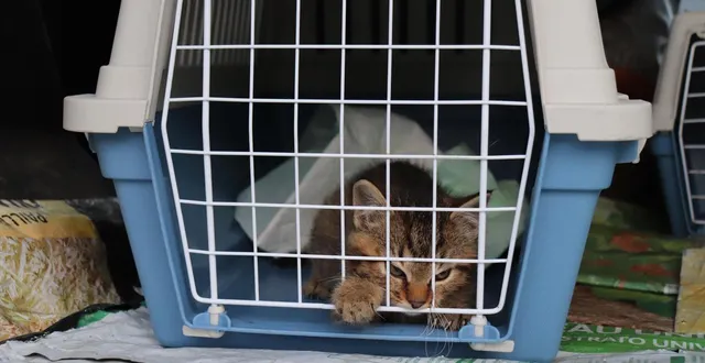 photo  s’occuper des animaux errants est l’une des obligations des municipales. en sarthe, certaines n’ont plus de service de fourrière depuis quelques mois.  &copy;  archives ouest-france 