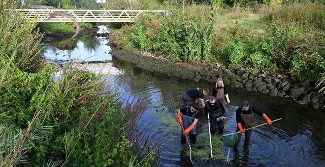 photo  cheffes, le 16 septembre 2025. la fédération de maine-et-loire pour la pêche et la protection du milieu aquatique organise des pêches de sauvegarde dans le cadre des écourues sur la sarthe. des pêches de sauvegarde qui permettent de préserver des milliers de poissons.  &copy;  co - josselin clair 