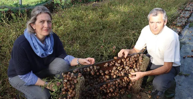 photo  350 000 gastéropodes attendent d’être ramassés par les deux héliciculteurs.  &copy;  le maine libre 