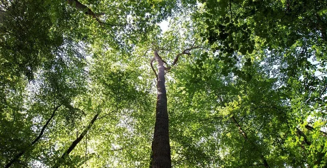 photo  l’accès au bois sera interdit pendant les travaux. photo d’illustration.  &copy;  archives ouest-france 