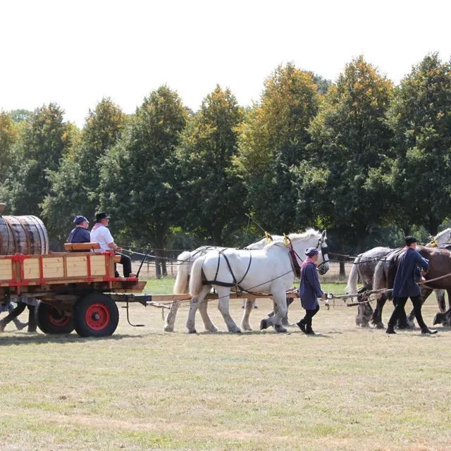 photo une fête consacrée au cheval et à l'univers équestre se déroulera dimanche 21 septembre, à la ferme de rai.  ©  ouest-france