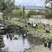 photo les équipes d’aquabio ont procédé à une pêche de sauvegarde, mardi 16 septembre 2025, dans le bras de la marbrerie à sablé-sur-sarthe.