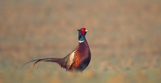 photo  les faisans réintroduits proviennent de conservatoires de souches anciennes. les lapins, eux, sont issus d’un élevage du loiret.  &copy;  dominique gest 
