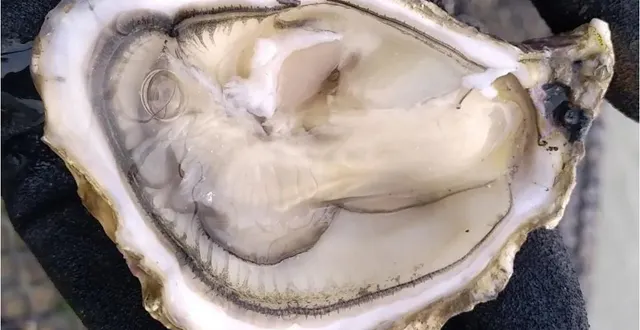 photo  la qualité des huîtres de bouin a contribué à l’obtention pour le label obtenu par la commune, site remarquable du goût.  &copy;  ouest-france 