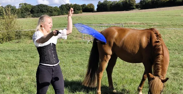photo  de nombreux spectacles et animations autour du cheval ont été proposés tout au long de cette journée.  &copy;  ouest-france 
