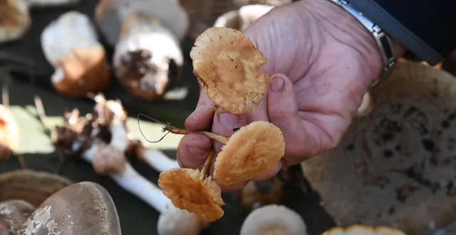 photo  a-t-on le droit de revendre des champignons cueillis en forêt ?  &copy;  archives co - josselin clair 