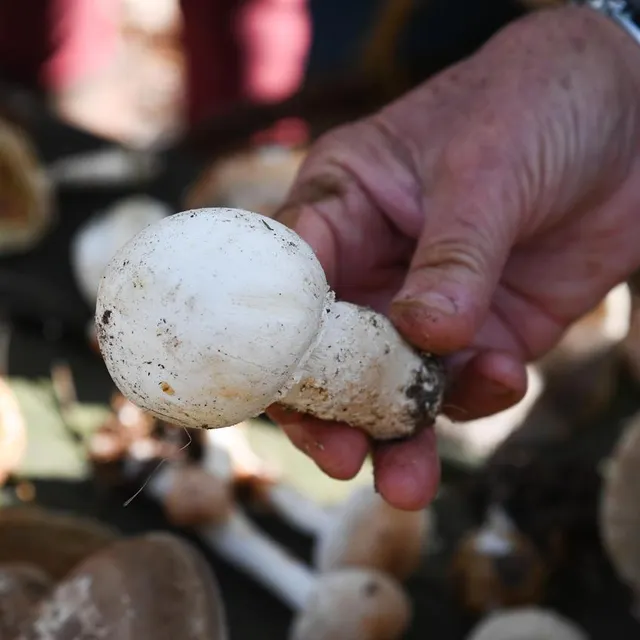 photo dans les forêts domaniales, le promeneur n’a pas le droit de prélever plus de 5 kg de champignons par jour.  ©  archives co - josselin clair