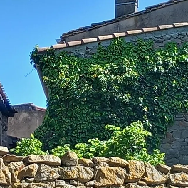 photo le lierre du voisin de patricia endommage son mur, sa toiture et ses chenaux.  ©  dr