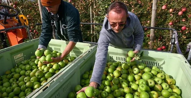photo  sainte-gemmes-sur-loire, le 23 septembre 2025. plus que la sécheresse et les pluies de septembre, ce sont les attaques de pucerons cendrés qui ont pesé sur la récolte 2025.  &copy;  co – laurent combet 