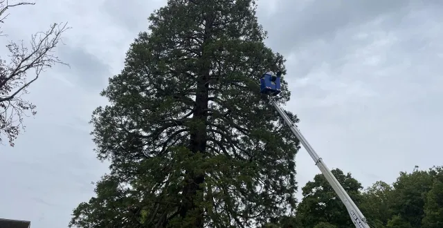 photo  un nid de frelons asiatiques a été détruit à près de quarante mètres de hauteur, au sommet d’un séquoia classé arbre remarquable, au ménil-broût.  &copy;  ouest-france 