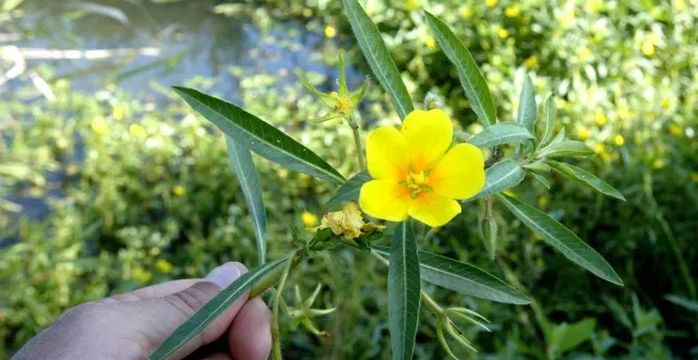 photo  la jussie est une plante dont la prolifération peut avoir des conséquences écologiques dramatiques sur les cours d’eau.  &copy;  archives co 