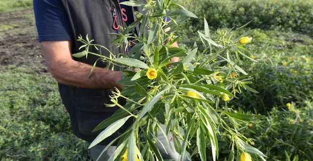photo  la jussie prolifère très vite sur les étangs de pouancé. un souci majeur pour le syndicat de bassin de l’oudon.  &copy;  archives marc roger, ouest-france 