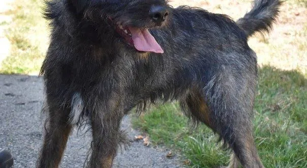 photo  polo, un pensionnaire de la spaa d'angers dans l'attente d'un nouveau foyer.  &copy;  spaa d'angers 