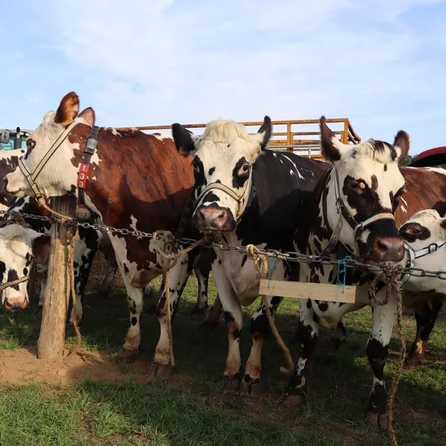 photo la présentation des animaux et le passage du jury sont prévus, samedi 27 septembre 2025, entre 9 h et 13 h.  ©  ouest-france