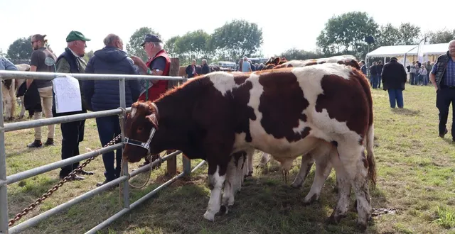 photo  le comice reste une fête du monde agricole avec toujours l’exposition d’animaux vivant sur le territoire du pays de brûlon.  &copy;  ouest-france 
