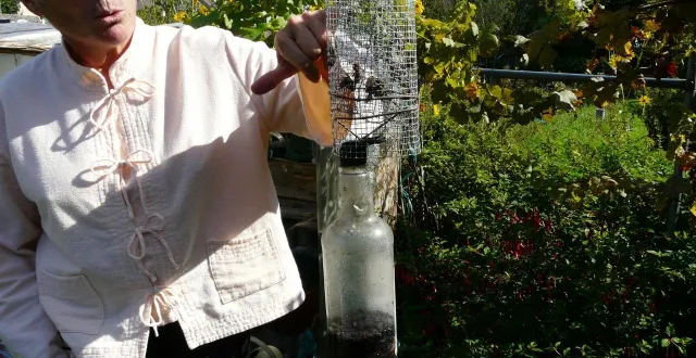 photo  un autre type de piège avec des orifices par lesquels entrent les frelons, mais n’arrivent pas à sortir.  &copy;  le maine libre 