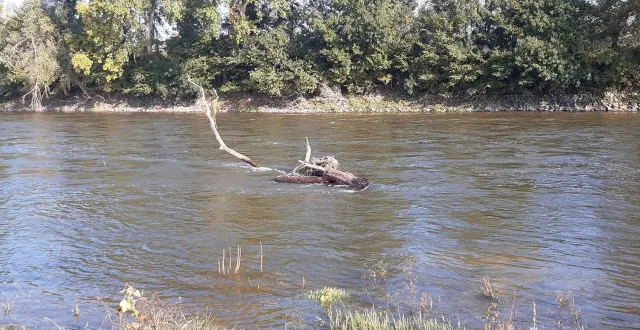photo  du bois mort venu s’échouer sur les hauts-fonds de la loire, du côté de saint-florent-le-vieil, après une montée des eaux en amont.  &copy;  ouest-france 