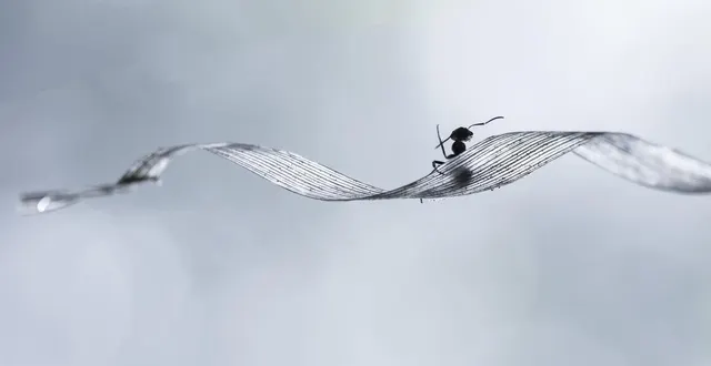 photo  une fourmi photographiée par l’invitée à l’honneur cette année : martine huin.  &copy;  martine huin 