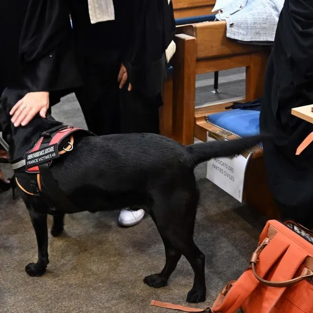 photo un chien d’assistance judiciaire est présent.  ©  jérôme fouquet/ouest-france