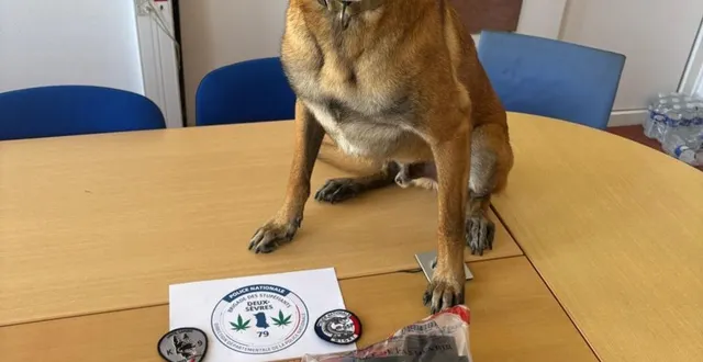 photo  le chien diesel à l’origine de la découverte de l’héroïne.  &copy;  police nationale des deux-sèvres 