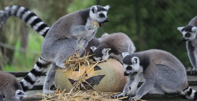 photo  les lémuriens raffolent d’halloween.  &copy;  spaycific’zoo 