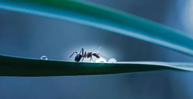 photo  des photos de fourmi comme celle-ci seront à admirer samedi et dimanche, à asnières-sur-vègre.  &copy;  martine huin 