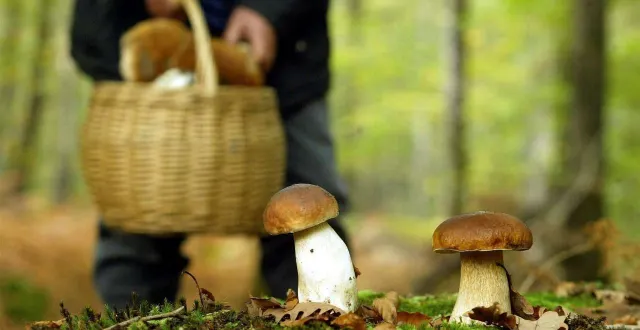 photo  avec l’arrivée de l’automne, la saison des champignons attire beaucoup de cueilleurs en forêt.  &copy;  le maine libre 