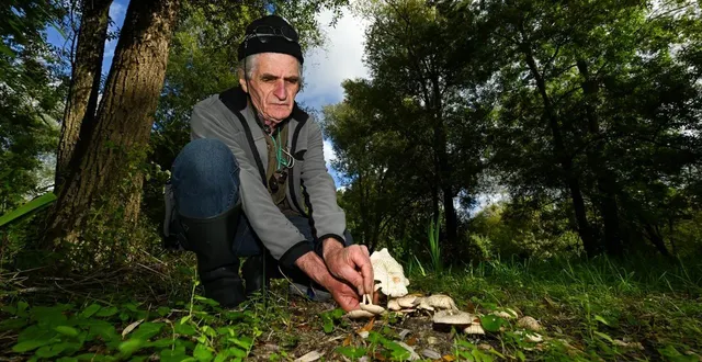 photo  jean-claude chasle, mycologue à la société des études scientifiques de l’anjou, est l’un des experts.  &copy;  josselin clair 